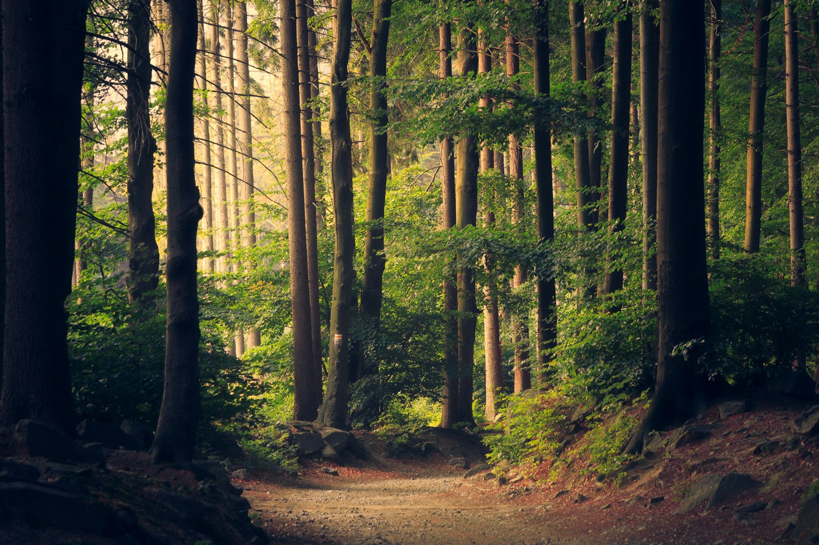 Forêt baignée de lumière à travers les arbres
